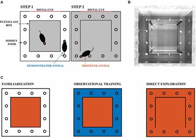 Social Learning of a Spatial Task by Observation Alone